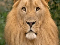 Southwest African lion's portrait