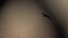 Bird Flies Through Light and Dark