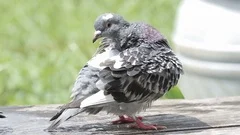 homing pigeon bird water bath in garden