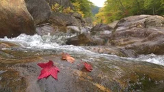 CLOSE UP: Red autumn tree leaves lying on mossy wet stone in rocky riverbed