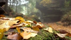 CLOSE UP, DOF: Yellow beech leaves falling on mossy rock in foggy autumn forest