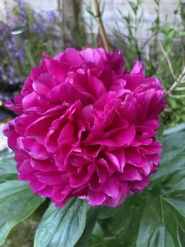 0806flower Stock Photos