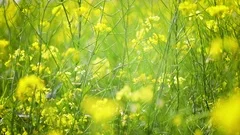Mustard flowers. Mustard  mystical flower of happiness and health.