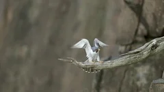 Peregrine Falcon landing in slowmotion