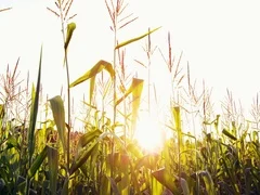 Cinematic Corn Field Crop Agriculture Mountains Sunset 5K HD Stock Video Footage