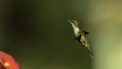 Hummingbird hovering mid-air near the feeder in slow motion