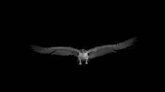 Peregrine Falcon II - Gliding and Flapping Loop - Front View - Alpha - 4K