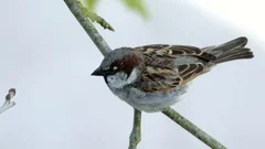 House Sparrow Sitting On A Branch Of Platane Tree And Chirping In Morning