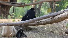 family gibbon