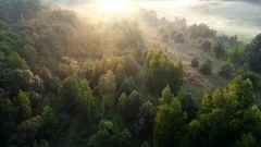 Summer forest early in the morning. High quality aerial drone shot