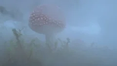 Amanita Muscaria mushroom in the clouds, swirling fog forest floor 4k