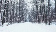 Falling snow in a winter park with snow covered trees, slow motion