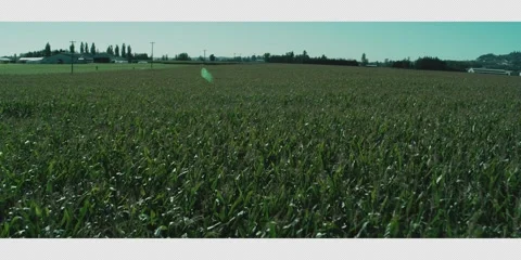 082 Ariel shot across corn fields Interstella drone 스톡 동영상 321882226