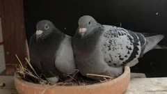 homing pigeon breeding in home loft