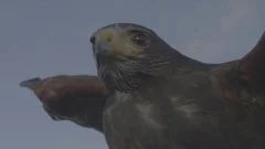 HAWK - FALCON, Footage of a beautiful bird in the wind.