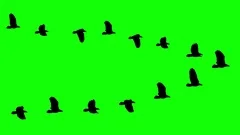 Flying birds wedge flock silhouette animation on chroma key green screen - new