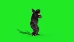 Chimpanzee House Dance Dancer Green Screen 3D Rendering Animation Animals