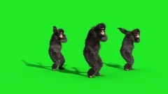 Group Chimpanzee House Dance Dancer Green Screen 3D Rendering Animation Anima