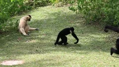 Black Gibbon in nature