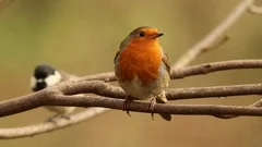 Robin resting on a branch before flying away