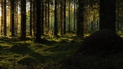 Shadows in spruce forest time-lapse