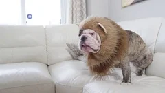 Grumpy bulldog in lions mane costume looking at camera