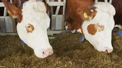 Cows Eating Animal Feed - Agriculture
