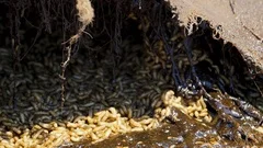 Thousands maggots crawl in rotting offal