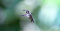 Hummingbird Close Up Slow Motion
