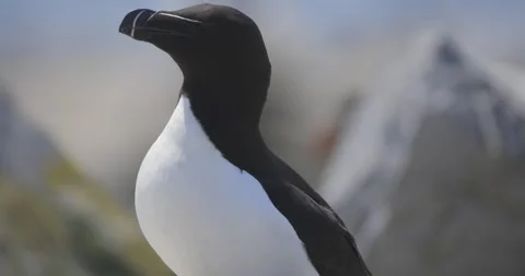 084 04 20 26 Stock Footage 333696624