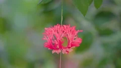 A hanging red flower of the Hibiscus schizopetalus