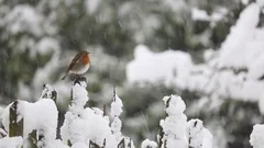 Robin, Garden Song Bird, in Snow, Left of Frame Perched On Fence.