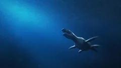 Simolestes - an extinct species of plesiosaur swims in late Jurassic ocean