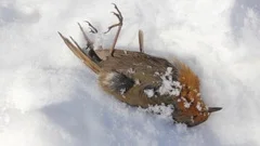 Robin (Erithacus rubecola) is dead in winter in subtropics during snowfall
