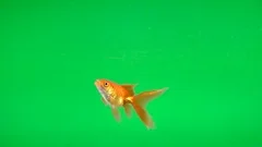 Goldfish swimming free on green screen