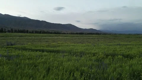 085 Video stock 246089766