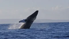 Extremely rare shot of a full Humpback Whale breach.