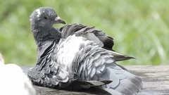 homing pigeon bird bathing in garden