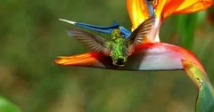Hummingbird visits flower super slow motion