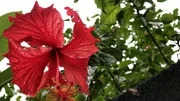 Close up of Red hibiscus flower in a balinese garden. Flower background