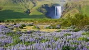 Lovely blooming lupine field. Location place Skogafoss waterfall.