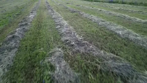 086 库存影片 246090842