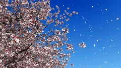 Cherry blossom falling petals slow motion 4K