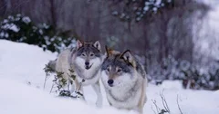 Wolves in wolf pack approacing in beautiful winter forest