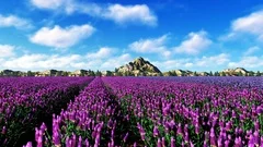 French Lavender field near mountains