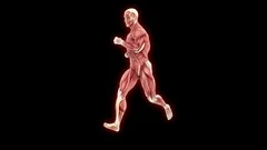 Muscular Man Running Visible Muscles And Tendons Seamless Animation
