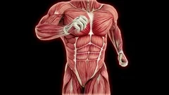 Muscular Man Running Visible Muscles And Tendons From Different Angles