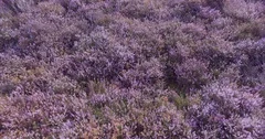 Pan across flowering wild heather of North Yorkshire Moor National Park, England
