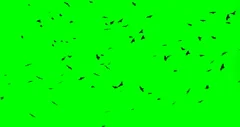 a flock of black big birds circling and flying away to the green screen