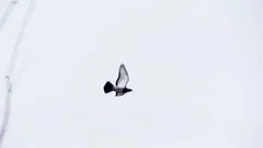 Pigeon Flying Against White Sky.
